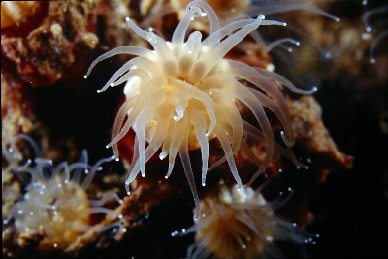 Caryophyllia (Caryophyllia) inornata